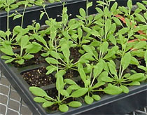 What did NASA do with animals and plants on orbit?