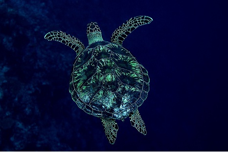 What do ocean scientists do?