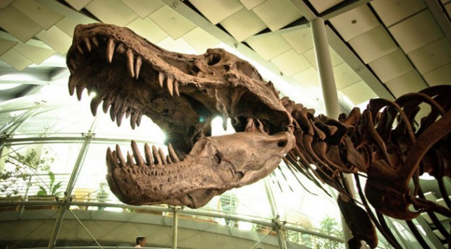 What do scientists do to revive dinosaurs?