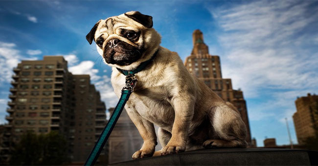 What do the dog bosses see when observing humans, do you know?