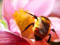 What do you know about the swing dance of a bee