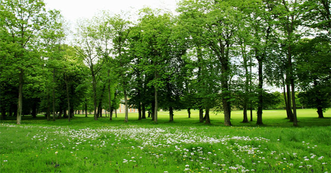 What do you know about the value of a 50 year old green tree?