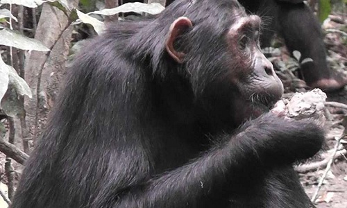 What does chimp eat clay for?