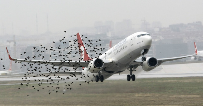 What does the world do to limit aviation accidents caused by birds?