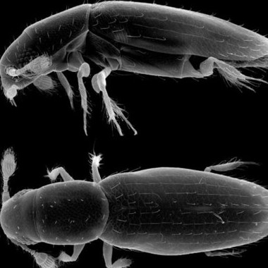 What does the world's youngest bug look like?