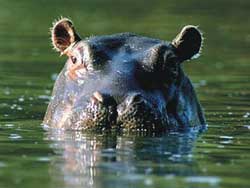 What effect does hippopotamus skin have?