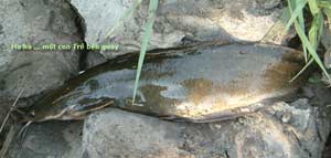 What effect does the viscous substance on fish have?