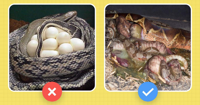 What everyone mistook about Anacoda python