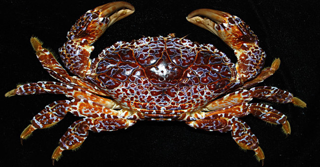 What few people know about the demon face of the Central Coast