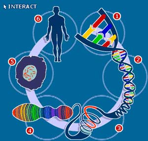 What genetic variation makes our species unique?