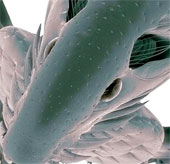 What happens if all the parasites on Earth disappear?