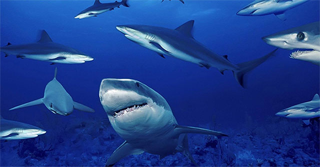 What happens if the shark disappears?