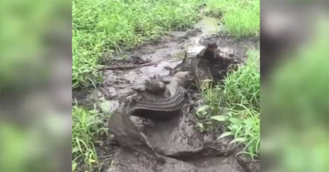 What happens when a small crocodile dares to attack a large fellow?