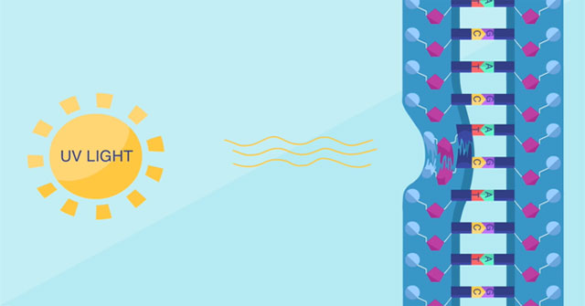What happens when DNA is damaged?