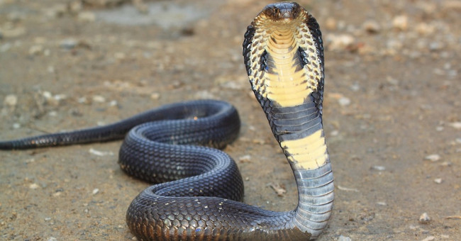 What happens when you are bitten by a cobra