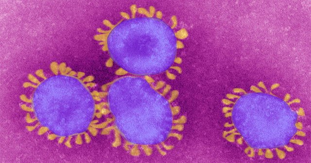 What has 'created' the corona virus?