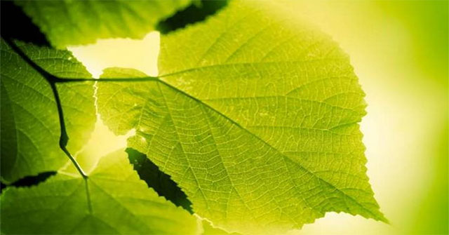 What if our bodies can synthesize food like plants?