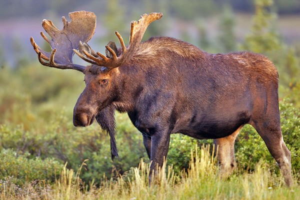 What if the animal world does not appear?