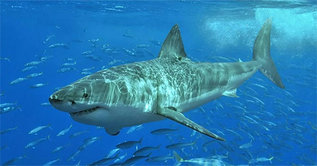 What if you fall into an area full of sharks?
