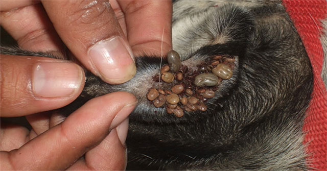 What is a dog's tick and a dog's tick with human blood?