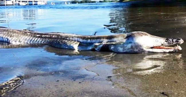 What is a giant crocodile-like monster that is storming the Internet?