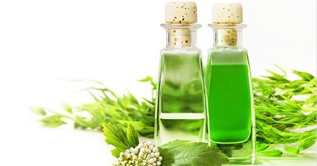 What is cajeput oil?  Uses of cajeput oil
