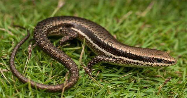 What is cold-blooded animals?  Basic information you need to know