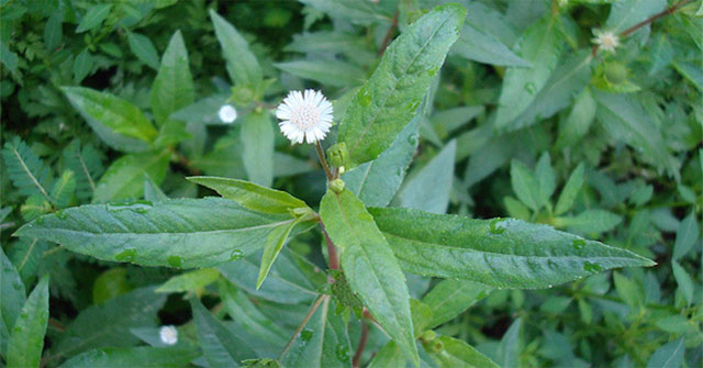 What is cuttlefish, potweed?  Effect of squid plants