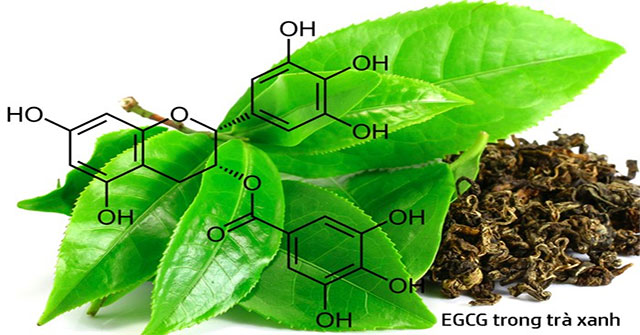 What is EGCG and effect of EGCG