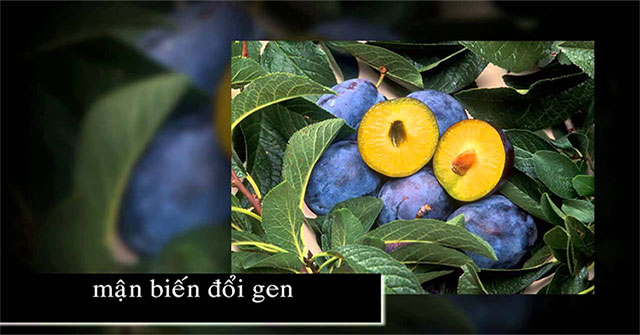 What is gene technology?
