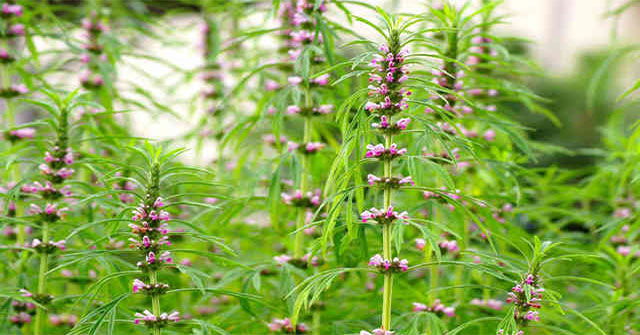 What is high-interest sample?  Uses, dosage, side effects of high-quality samples