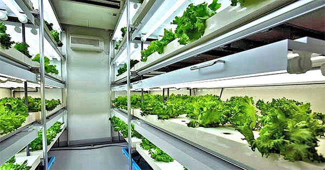 What is hydroponics?