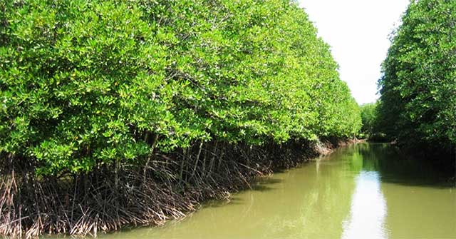 What is mangrove forest?  Mangrove ecosystem in Vietnam