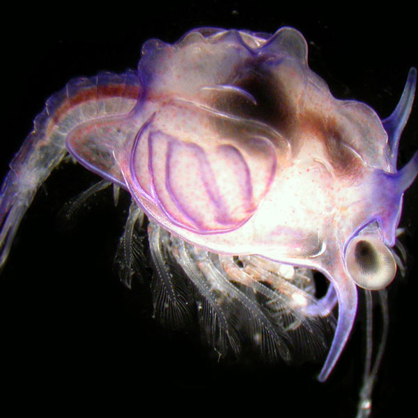 What is 'monster larva' actually?