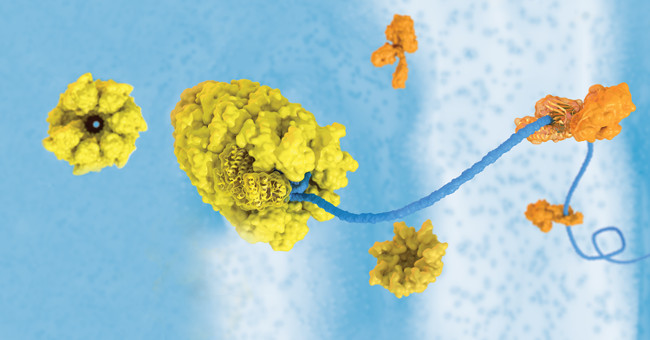 What is protein thermal shock?  Can proteins help us fight cancer?