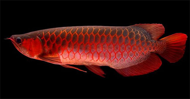 What is special about arowana?