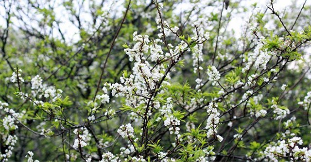 What is spring 2020?