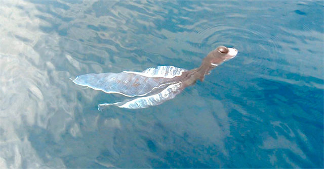 What is the 'alien creature' that appeared on Phu Quy island?