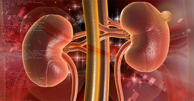 What is the function of the kidneys?  Characteristics and structure of kidneys
