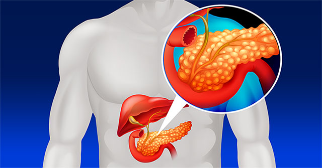 What is the pancreas?  How do they work?