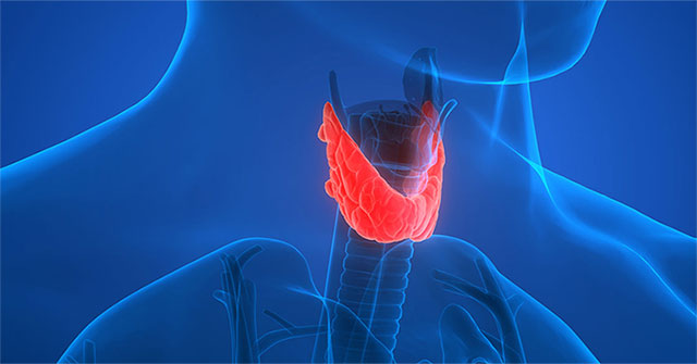 What is the thyroid?  How do they work?