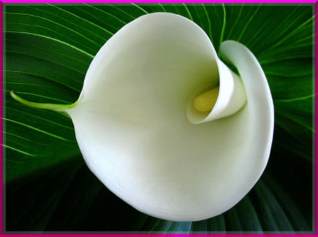 What it comes to flowers ?