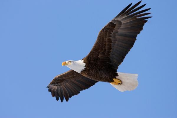 What limits the size of birds?