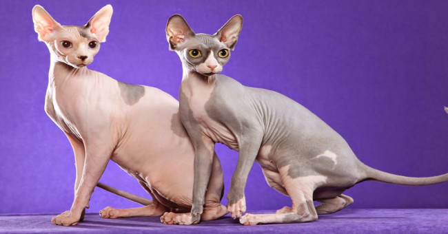What special type of hairless cat owns the highest price in the world?