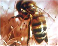 What to do when a bee sting, a tick bite?