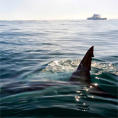 What to do when you discover you're swimming with sharks?