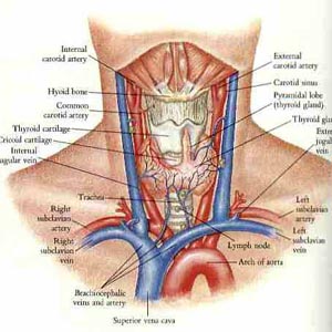 What to drink to prevent radiation exposure?