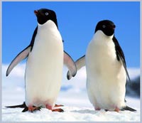 What will be the fate of the emperor penguin?