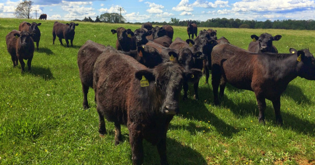 What will happen if cows have never existed on this Earth?