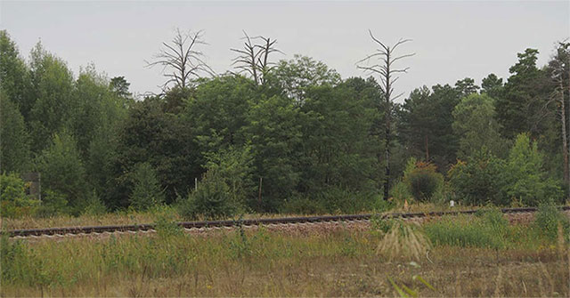 What will happen if you come to live at Chernobyl 'Dead Land' now?